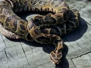 Alerta en Entre Ríos: aumentaron un 75% las mordeduras de serpientes yarará en 2025