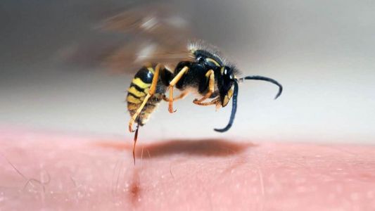 Ataque avispas: alerta tras una muerte en Granadero Baigorria