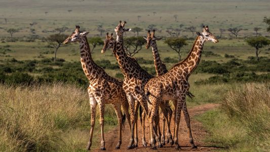 Jirafas y humanos: la sorprendente similitud en el cuello que explica la ciencia