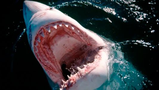 Tiburones en la Tierra antes que los árboles: qué dice la ciencia sobre uno de los animales más antiguos del planeta