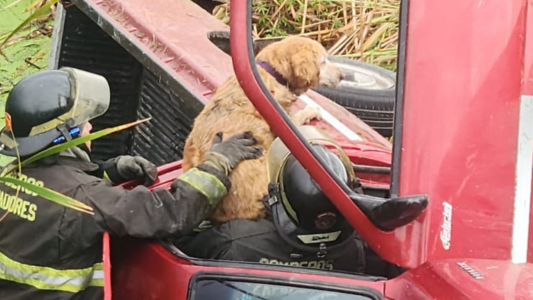Rescataron una perra atrapada en una camioneta en la autopista Rosario-Córdoba