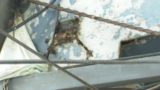 Barrio Refinería: vecinos denunciaron un panal de abejas