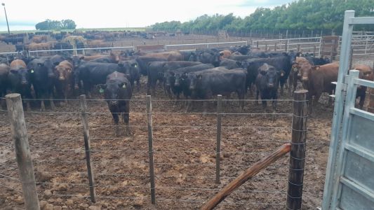Imputaron a un hombre por el robo de 161 vacas al influencer rural “La Joya Agro”