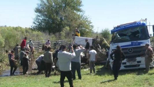 Volcó un camión de carga en la Autopista Rosario-Santa fe: fallecieron 4 vacas
