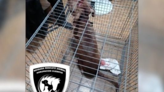 El pitbull que atacó a la nena de seis años se encuentra en estado crítico