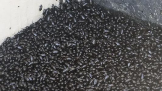 Invasión de cascarudos: especialistas advierten sobre desequilibrio ecológico