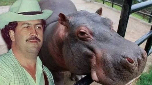 Colombia autoriza el sacrificio de 80 hipopótamos “de la cocaína” que introdujo Pablo Escobar