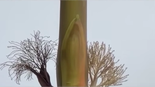 Conmoción en Federación por la aparición de una imagen de la Virgen en una palmera