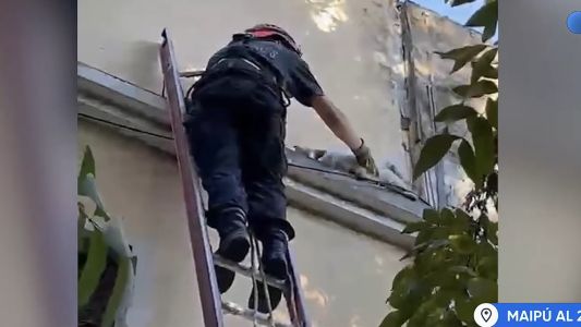 Maipú al 2500: bomberos rescataron a un caniche atrapado en una cornisa en Rosario