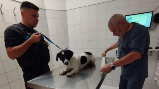 Detienen a un hombre por maltrato animal