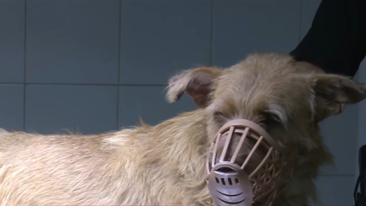 Balearon a un perro en zona norte