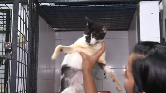 Del hacinamiento a la recuperación: el estado de salud de los gatitos rescatados