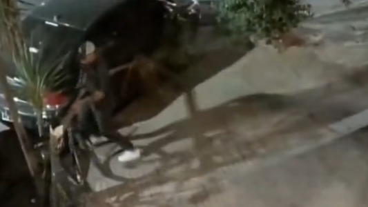 Quebró un árbol para robar una bici
