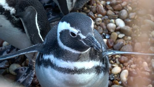 15 pingüinos regresan al mar después de meses de rehabilitación en la costa bonaerense
