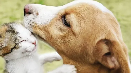 Día del Animal: crece la salud pública con el nuevo hospital municipal