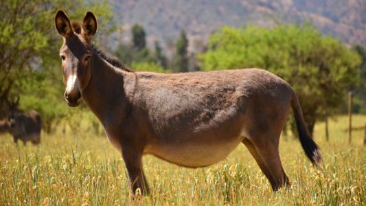 Innovación en lácteos: apuestan a la leche de burra como opción nutricional