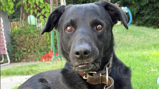Buscan a Moco, una mascota perdida en Rosario