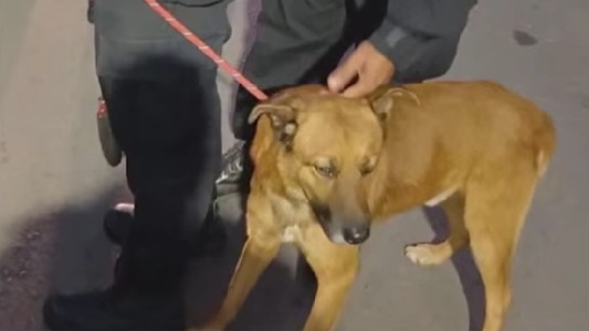 Maltrato animal en Rosario: rescataron a un perro desnutrido que estaba encerrado