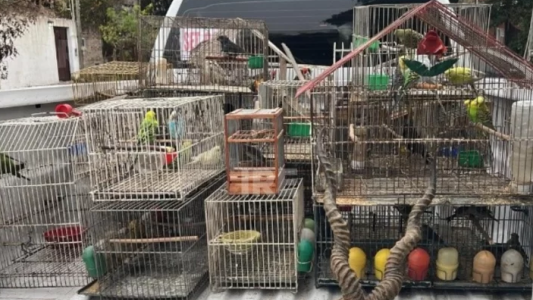 Gendarmería realiza allanamientos por venta ilegal de fauna silvestre