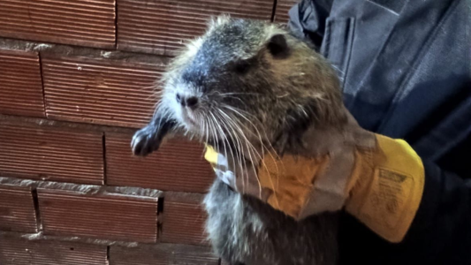 Rescataron a una nutria en zona sudoeste