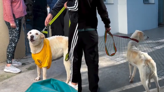 Rescataron a Lobo, un perro desnutrido y atado en una casa
