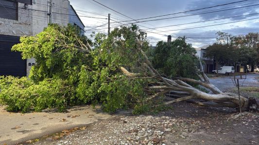 Un árbol gigante cayó de raíz y bloqueó el tránsito