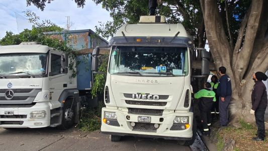 Una rama de gran porte cayó sobre dos camiones