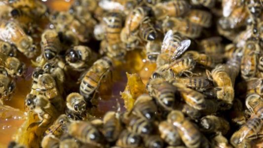 Argentina se metió entre los mayores exportadores de miel del mundo: el “oro líquido” ya genera US$190 millones al año en el país