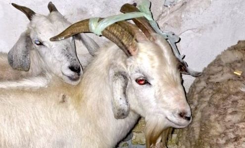 Rescataron animales de un presunto templo clandestino en Quilmes