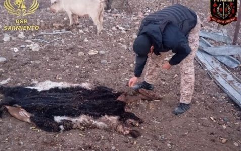 Chubut: investigan una banda que comercializaba carne faenada