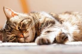 Investigan a un hombre acusado de matar gatos que adoptaba en refugios
