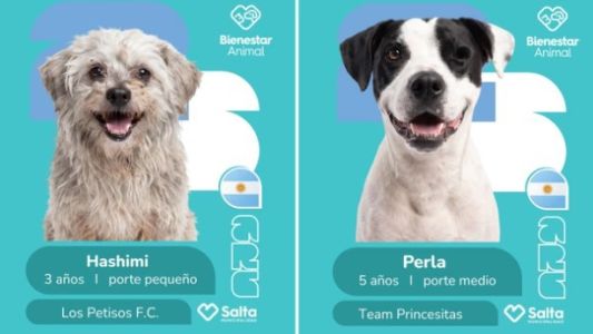 La campaña de adopción de perros con temática mundialista genera impacto en Salta