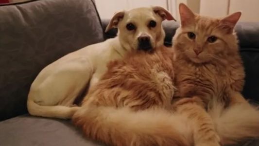 Perros y gatos adoptados en pandemia ya entran en la mediana edad: qué recomiendan los veterinarios