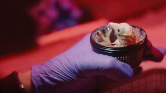 Nacieron los primeros pollitos de huevos artificiales impresos en 3D: cómo hicieron