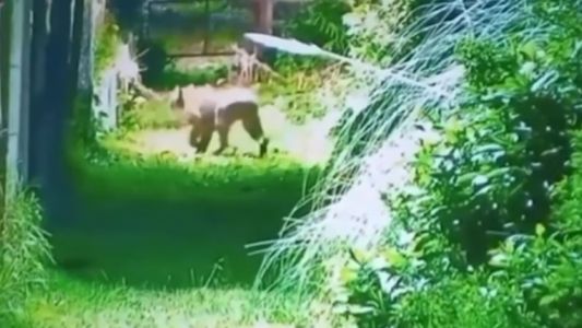 Alarma en Escobar por la aparición de un puma en un barrio privado: refuerzan operativos y piden precaución