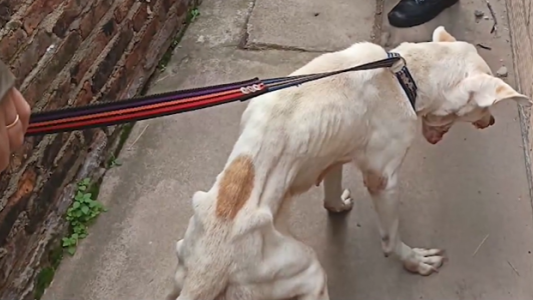 Rescate en Empalme Graneros: dos perros desnutridos fueron salvados del abandono