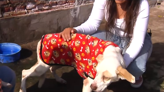 Ámbar: la perrita rescatada en Empalme Graneros busca una familia