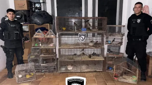 Pérez: rescataron 53 aves silvestres que iban a ser comercializadas