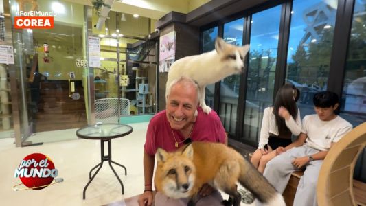 Café con animales en Corea: mapaches, suricatas, zorros y una experiencia que sorprendió a todos