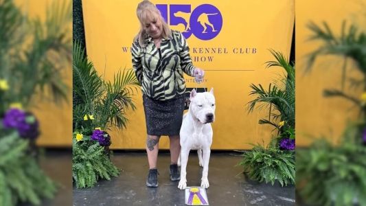 Un Dogo Argentino nacido en Córdoba ganó en el certamen canino más importante del mundo