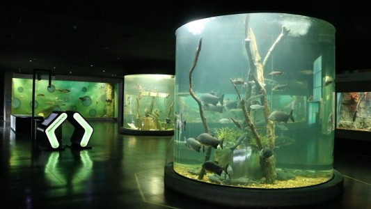 Propuestas de verano en el Acuario del Río Paraná para colonias y polideportivos