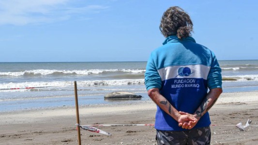 Una guía útil para convivir con la fauna marina en las playas