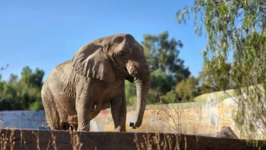 Murió Kenya, la elefanta mendocina que había sido trasladada a Brasil