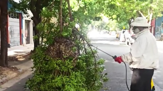 Operativo en barrio Abasto por la caída de un panal de grandes dimensiones