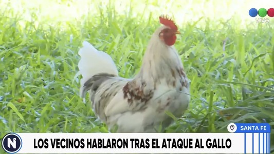 La historia de Cocó: el gallo baleado que sigue sano y protegido en Barrio Ciudadela