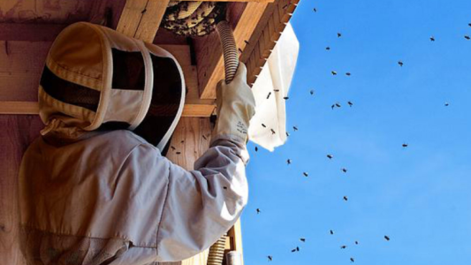 Ataques de avispas y abejas: qué deben hacer las personas alérgicas ante una picadura