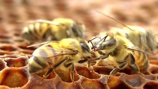 Alerta por avispas, vecinos denuncian tener panales hace un año