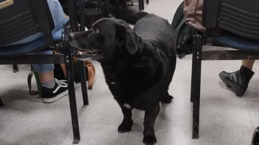 Multa millonaria al dueño del pitbull que mató a Garrafa, el perro comunitario de la UNL