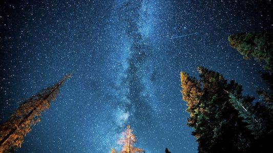 Hay más árboles que estrellas en la Vía Láctea: el dato científico que sorprende y qué revela sobre la Tierra