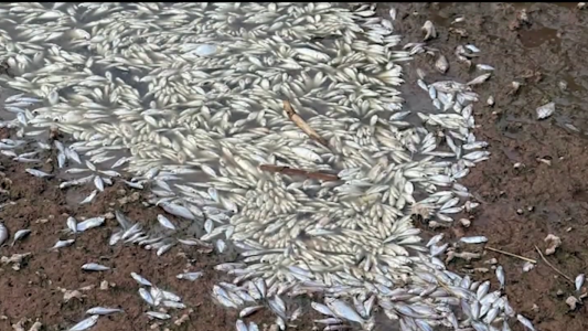 Alerta ambiental en el río Carcarañá: hallan miles de peces muertos y prohíben el contacto con el agua